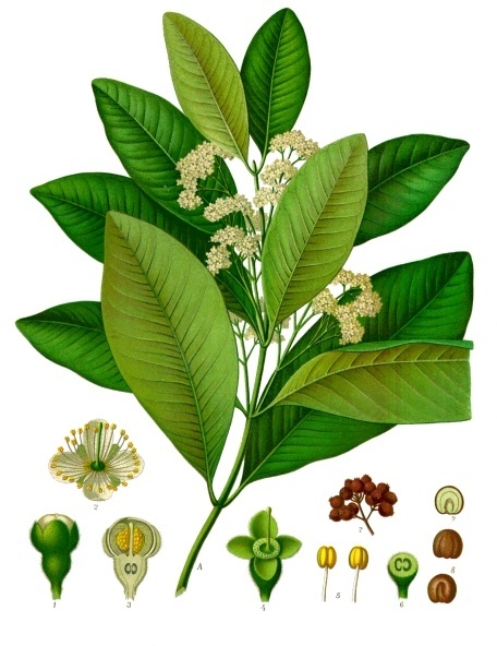 Producer of Allspice in Guatemala