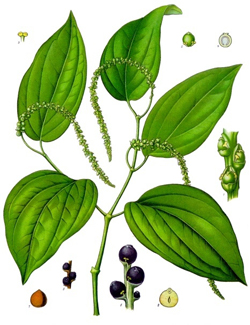 Black Pepper from Madagascar