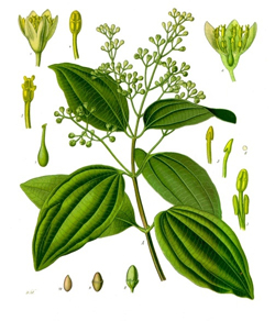 Cinnamon from Madagascar is not pungent unlike the cinnamon from Sri Lanka