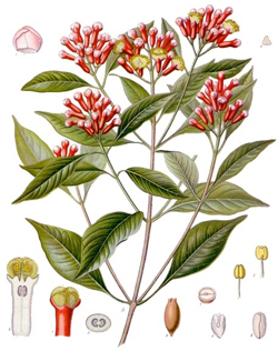 Cloves Madagascar