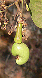 Raw Cashew
