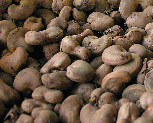 Raw Cashew Nuts