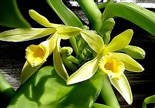 Vanilla from Madagascar