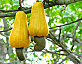 Cashew Nuts